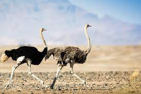 If cornered, it can deliver dangerous kicks capable of killing lions. Digital Safari How Fast Can Ostriches Run Cgtn