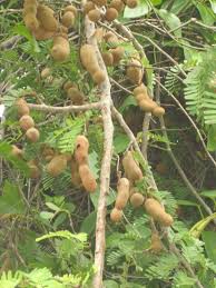 It was like a species of the tamarind tree, bearing fruit which resembled grapes extremely fine. Free Photo Tamarind Fruit Tree Pod Trees Tree Free Download Jooinn