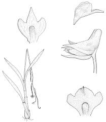 Image result for Polystachya albescens