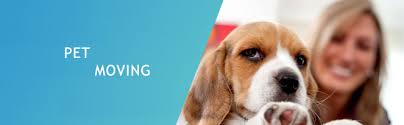 We are providing safe and reliable pet transportation services in almost all major cities and towns of india. Pmr Pet Relocations Moving Service India Delhi