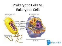 Prokaryotic Cells Vs Eukaryotic Cells Prokaryotic Cell Eukaryotic Cell Cell Parts And Functions