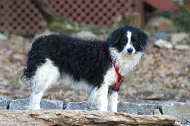 Two years ago we lost our amazing dog bandit who was a border collie mix. Bordoodle Puppies For Sale From Reputable Dog Breeders
