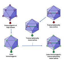 Image result for Black 1996 AAV