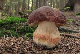 33 EXCELLENTS CHAMPiGNONS - CHAMPIGNONS PASSION