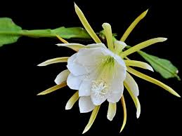 Rooting Night Blooming Cereus - Learn How To Propagate A Night Blooming  Cereus | Gardening Know How