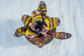 Image result for Neojeffreya