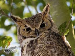 north american owls owling com