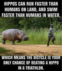 Sets in the java collection framework for this week's lab, you will use two of the classes in the java collection framework: Gotta Beat Those Hippo S Atleast This Year 9gag