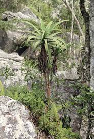 Image result for Aloe munchii