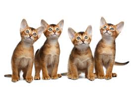 Price and other details may vary based on size and color. How Much Do Abyssinian Kittens Cost Abyssiniancat Org