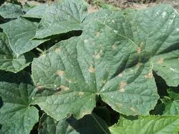 Image result for mildew on cucumbers