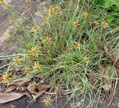 Image result for Cyperus amabilis