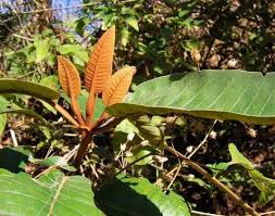 Image result for Harungana madagascariensis