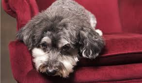 Hypoallergenic teddy bear pups from fantastic are teddy bear's smart? Schnoodle Dog Breed Information