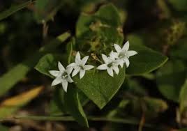 Image result for Richardia scabra