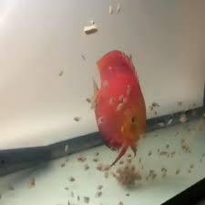 Feeding Babies Discus And His Parent Saltwater Fish Tanks Discus Fish Fish