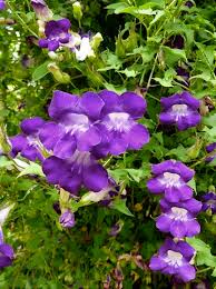 Image result for Gynura scandens