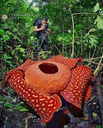 + filosofi pemberian hadiah bunga mawar berdasarkan warna, jumlah dan jenisnya. Inilah Bunga Bunga Nasional Indonesia Geonusantara