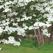 Browse our selection of large dogwood trees for sale including pink & white dogwoods. Texas Gardening An Unusual Spring Has Limited Dogwood Trees Blooming Brazos Life Theeagle Com