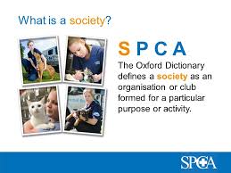 Information and translations of spca in the most comprehensive dictionary definitions resource on the web. An Introduction To The Beginning What Do The Letters S P C A Stand For S Ociety For The P Revention Of C Ruelty To A Nimals Ppt Download