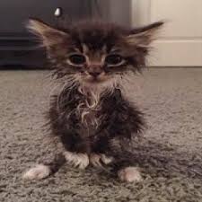 Ruyada Zayif Kedi Gormek Ne Anlama Gelir Neye Isarettir Ruya Tabirleri