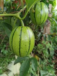 Image result for Cayaponia