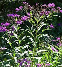 Image result for Vernonia stenocephala