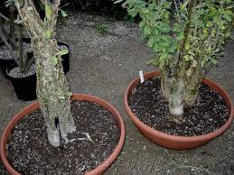 Image result for Sesamothamnus lugardii