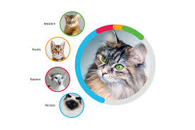 pin on cats