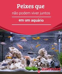 Peixes Que Nao Podem Viver Juntos Em Um Aquario Peixes Peixes De Aquario De Agua Doce Peixes De Agua Salgada