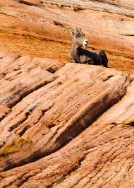 We Ve Noticed The Mountain Goats Enjoy Hanging Out Near The Tunnel At The East Entrance To Zio Grand Canyon Sunrise Utah National Parks Zion National Park Utah