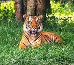 Panthera tigris tigris - Wikipedia, la enciclopedia libre