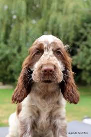 Chiot Elevage De Cocker Anglais La Legende Des Elfes Eleveur De Chiens Cocker Spaniel Anglais