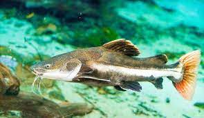 How To Care For A Redtail Catfish Thefishkeeping Com