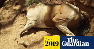 The accumulated tritiated water is a byproduct of the authorities attempting to cool the melted nuclear fuel of the plant's reactor core over the past 10 years. Animals Dying Of Thirst In Central Australia May Be Culled As 2 500 Camels Shot In Wa Animals The Guardian