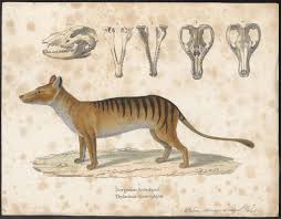 Http 25 Media Tumblr Com Tumblr M9prdq3niy1qgzqeto1 1280 Jpg Thylacine Extinct Animals Scientific Illustration
