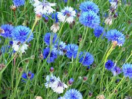 A Complete Guide On Growing Cornflower For Perfect Perennial Blooms Garden And Happy