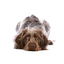 These personality will steal your heart in a second. German Wirehaired Pointer Puppies Petland Dallas Tx
