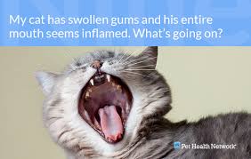 Yellowing of the teeth can indicate that you cat is an older adult. Dr Ernie S Top 10 Cat Dental Questions And His Answers