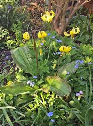 Erythronium Pagoda Growing In My Somerset Garden April 2018 Garten