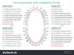 canada tooth numbering chart bedowntowndaytona com