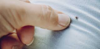 Image result for infected tick bite