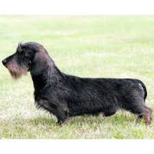 And breeding, check with us for availablility. Wire Dachshund Puppies For Sale From Reputable Dog Breeders