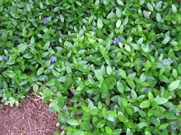 Some of the leaves, while green throughout much of the year, turn reddish in the fall. Perennial Groundcovers Phelan Gardens