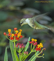 7 Butterfly Flowers For Monarchs And Hummingbirds Monarch Butterfly Garden Flowers For Butterflies Butterfly Garden Plants