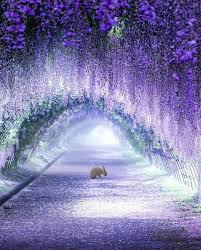 Nature Is Lit On Twitter Wisteria Tree Tree Tunnel Nature Pictures