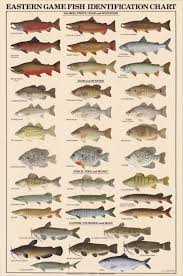 Eastern Game Fish Identification Posters Freshwater Fish