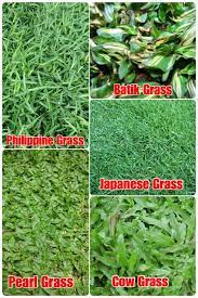 Namun tentu cukup rumit jika anda diberi pilihan untuk menentukan jenis rumput taman apa yang ingin. Thelawn Garden Jenis Jenis Rumput Yang Biasa Untuk Facebook