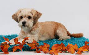 They are gentle sweet loving and loyal companions that are great with children other house hold poshfairytail super tiny tea cup shih tzu duration. Full Grown Poodle Shih Tzu Mix Novocom Top