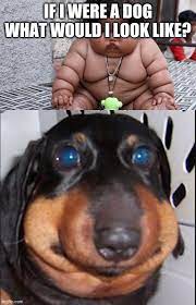 A humble mix of amusing memes, tweets & tumblr posts. Image Tagged In Fat Baby Fat Dog Imgflip